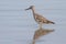 Lesser Yellowlegs - Texas