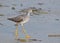 Lesser Yellowlegs (Tringa flavipes)