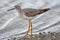 Lesser yellowlegs (tringa flavipes)