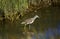 Lesser Yellowlegs, tringa flavipes, Adult standing in Water, Florida