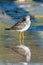 A lesser yellowlegs Tringa flavipes is a medium-sized shorebird standing in the water hunting for food in the morning sunshine