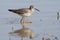 Lesser Yellowlegs Wading in a Pond