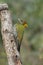 Lesser yellownape, Picus chlorolophus, Sattal