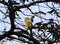 Lesser yellownape woodpecker