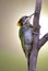 Lesser yellownape woodpecker