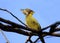 Lesser yellownape woodpecker