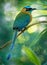 The Lesson s motmot or blue-diademed motmot Momotus lessonii is a colorful near-passerine bird found in forests and woodlands of