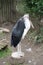 Lessor adjutant stork standing on the Stump