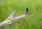 Lessor Goldfinch on tree branch.