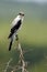 Lessor Grey Shrike (Lanius Minor)