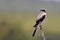 Lessor Grey Shrike (Lanius Minor)