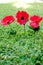 Lest We Forget - Anzac - Rememberance