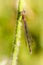 Lestes sponsa female