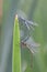 Lestes sponsa, known commonly as the emerald damselfly or common spreadwing, male and female mating