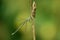 Lestes virens with green background