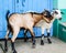 Let me love you, male goat approaching to the female goat in front of A closed door. He goat and she goat in love encounter.