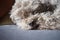 Let sleeping dogs lie - poodle mix napping