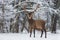 Let it snow: Snow-Covered Red Deer Stag Cervus Elaphus With Great Horns Stands Sideways Against A Snowy Forest And Snowflakes. R