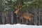 Let it snow: Snow-Covered Red Deer Stag Cervus Elaphus With Great Horns Stands Sideways Against A Snowy Forest And Snowflakes. R