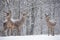 Let it snow: Three Powdered With Snow Female Red Deer Cervus Elaphus Stands At Background Of Snowy Birch Forest And Snowflake
