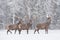 Let It Snow: Three Snow-Covered Red Deer Stag Cervidae Stand On The Outskirts Of Forest.Three Noble Deer Cervus Elaphus Du