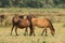Letea Wild Free Horses in Danube Delta Romania
