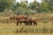 Letea Wild Horses in Danube Delta Romania