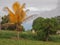 Lethal Yellowing Coconut Palm Tree