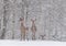 Lets It Snow: Two Snow-Covered Red Deer Cervidae Stand On The Outskirts Of A Snow-Covered Birch Forest.Two Female Noble Deer.