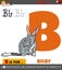 Letter B from alphabet with cartoon bilby animal