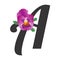 Letter A with bright single pansy flower lilac