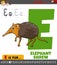 Letter E from alphabet with cartoon elephant shrew animal character