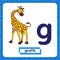 Letter g lowercase with cute cartoon character Giraffe isolated on white background. Funny colorful flashcard Zoo and animals