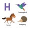 Letter H. Cartoon alphabet for children. vector illustration animal horse, hedgehog, Hummingbird