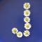 Letter J from white flowers, daisies, bellis perennis, close-up, on blue background