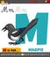 Letter M from alphabet with cartoon magpie animal character