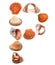 Letter P composed of seashells