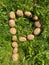 Letter P made from natural yellow beautiful ripe tasty healthy starchy potatoes fresh in the ground on green grass. The background