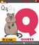 Letter Q from alphabet with cartoon quokka animal character