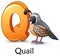 Letter Q is for Quail bird cartoon alphabet