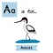 A letter tracing. Avocet.