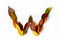 Letter W of colorful autumn leaves. Character W mades of fall foliage. Autumnal design font concept. Seasonal decorative beautiful
