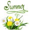 Lettering summer Chamomile herb, dandelion,
