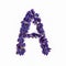 Letters of flowers, a bright alphabet of purple petals. Letter A