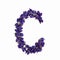 Letters of flowers, a bright alphabet of purple petals. Letter C