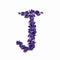 Letters of flowers, a bright alphabet of purple petals. Letter J