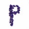 Letters of flowers, a bright alphabet of purple petals. Letter P