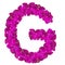 Letters made of pink flowers. G letter - flower alphabet