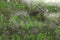 Letters on the tomb of 19th century overgrown with moss. Forgotten place.