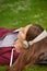 Letting her mind wander. A young woman listening to music while lying in a field.